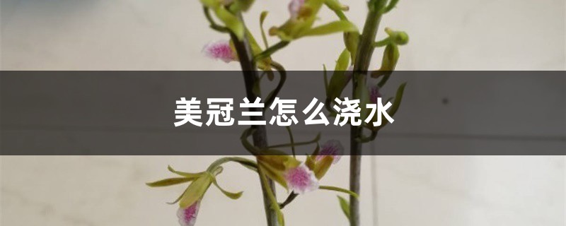 美冠兰怎么浇水 美冠兰怎么浇水