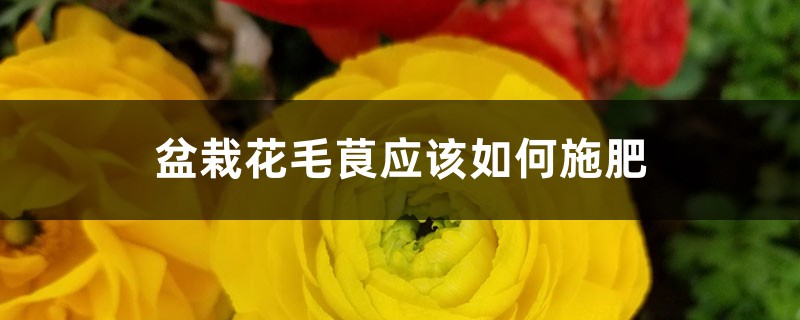 盆栽花毛茛应该如何施肥 盆栽花毛茛应该如何施肥