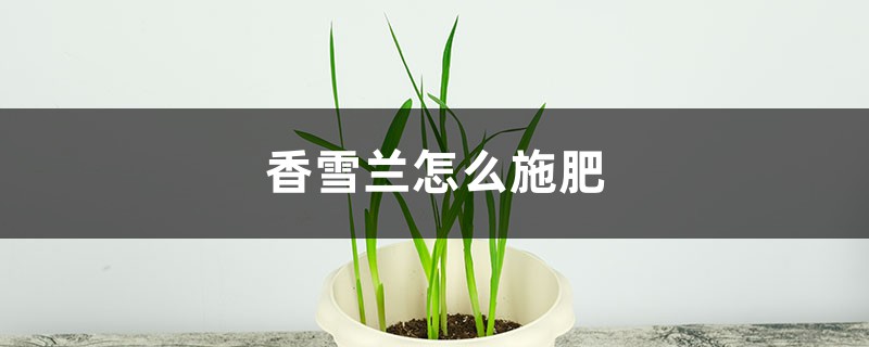 香雪兰怎么施肥 香雪兰怎么施肥