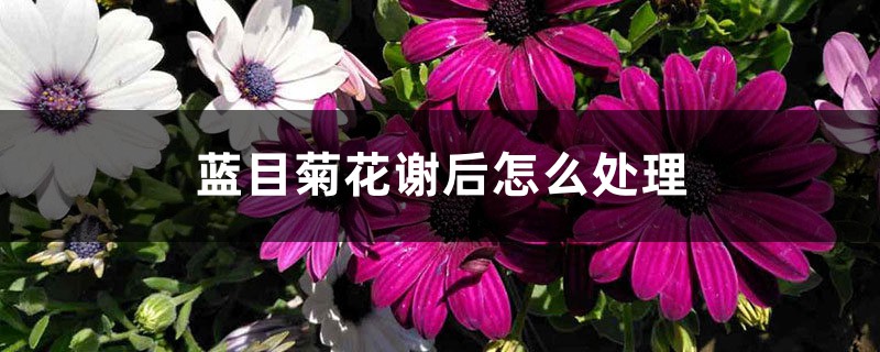 蓝目菊花谢后怎么处理 蓝目菊花谢后怎么处理