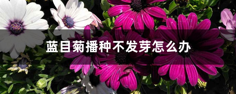 蓝目菊播种不发芽怎么办 蓝目菊播种不发芽怎么办