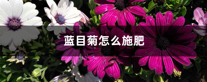 蓝目菊怎么施肥 蓝目菊怎么施肥