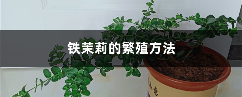 铁茉莉的繁殖方法 铁茉莉的繁殖方法