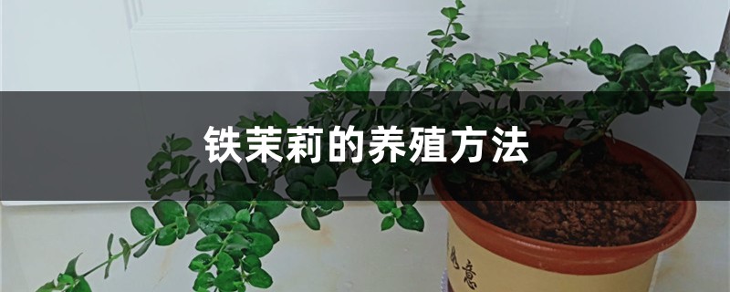 铁茉莉的养殖方法 铁茉莉的养殖方法
