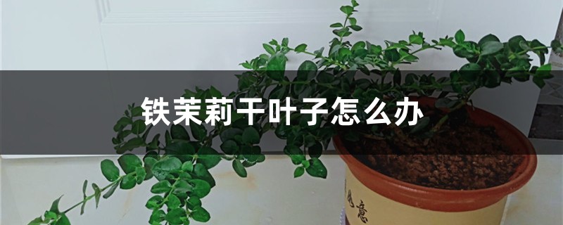 铁茉莉干叶子怎么办 铁茉莉干叶子怎么办