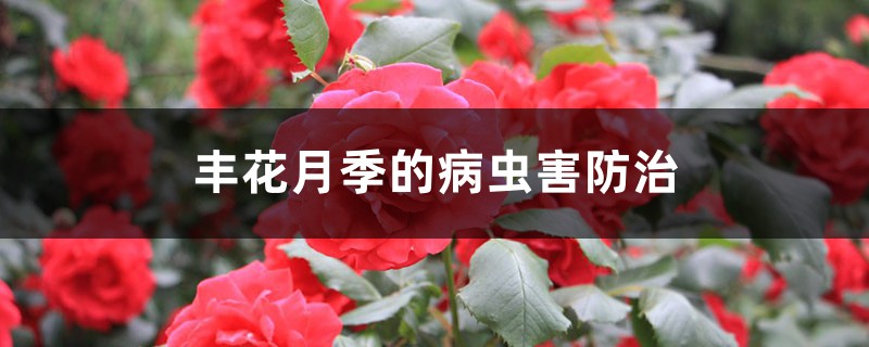 丰花月季的病虫害防治 丰花月季的病虫害防治