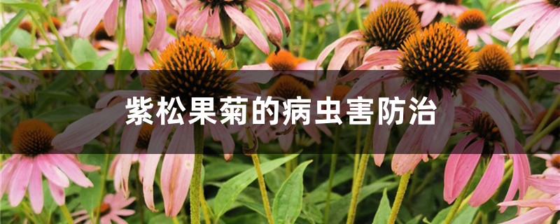 紫松果菊的病虫害防治 紫松果菊的病虫害防治