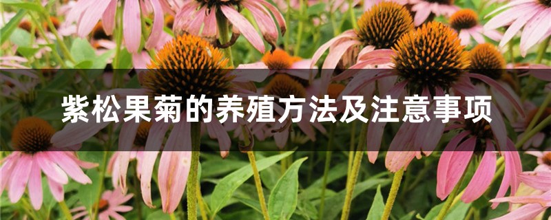 紫松果菊的养殖方法及注意事项 紫松果菊的养殖方法及注意事项