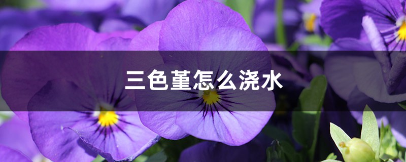 三色堇怎么浇水 三色堇怎么浇水