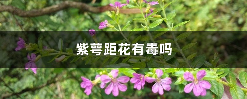 紫萼距花有毒吗 紫萼距花有毒吗