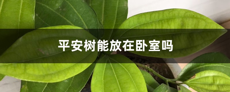 平安树能放在卧室吗 平安树能放在卧室吗