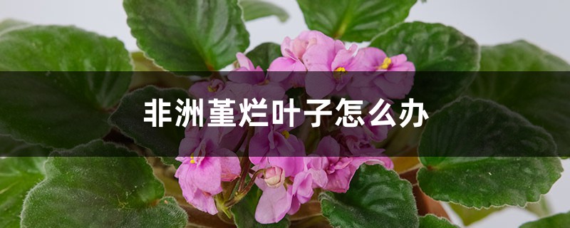 非洲堇烂叶子怎么办 非洲堇烂叶子怎么办