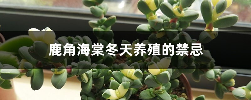 鹿角海棠冬天养殖的禁忌 鹿角海棠冬天养殖的禁忌
