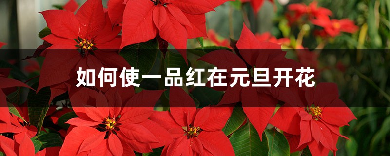 如何使一品红在元旦开花 如何使一品红在元旦开花