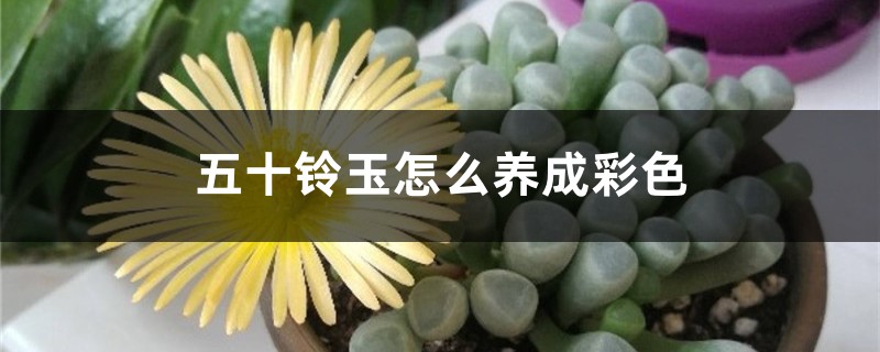 五十铃玉怎么养成彩色 五十铃玉怎么养成彩色