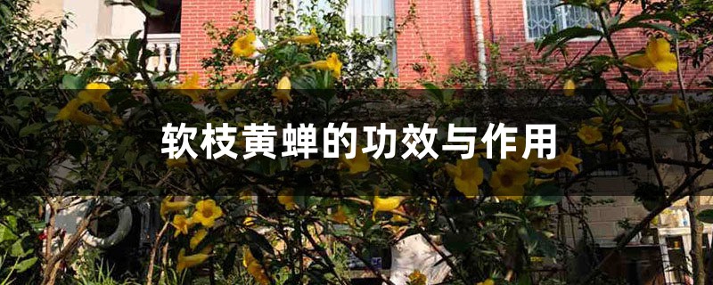 软枝黄蝉的功效与作用 软枝黄蝉的功效与作用