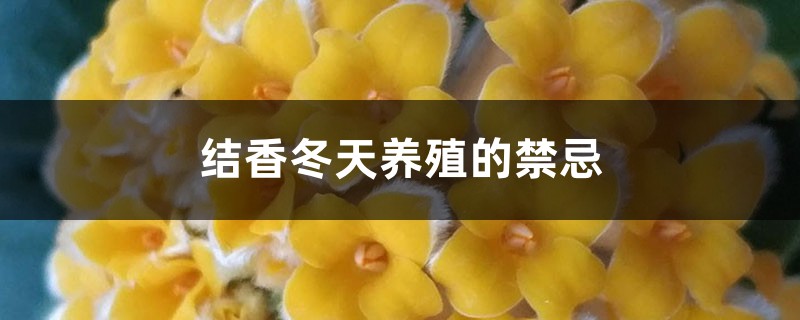 结香冬天养殖的禁忌 结香冬天养殖的禁忌