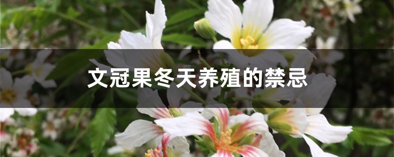文冠果冬天养殖的禁忌 文冠果冬天养殖的禁忌