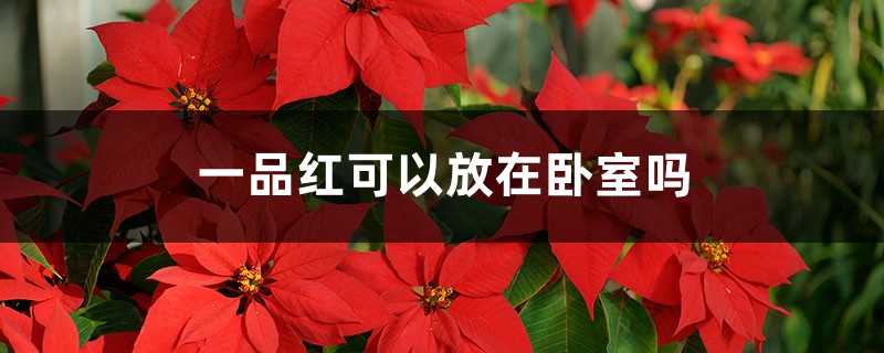 一品红可以放在卧室吗 一品红可以放在卧室吗