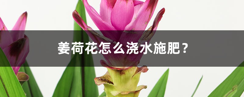 姜荷花怎么浇水施肥? 姜荷花怎么浇水施肥?