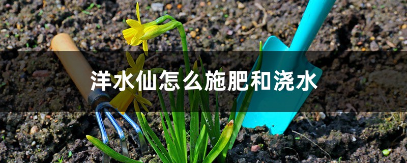 洋水仙怎么施肥和浇水 洋水仙怎么施肥和浇水