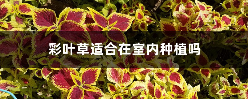 彩叶草适合在室内种植吗 彩叶草适合在室内种植吗