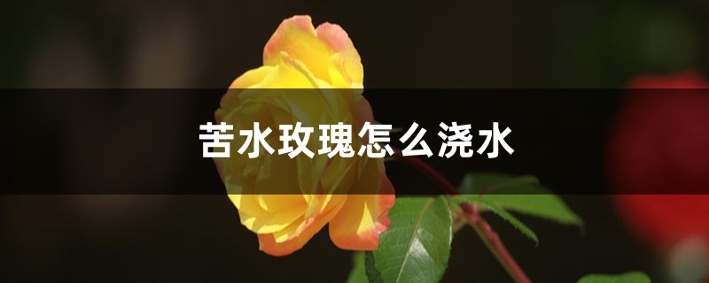苦水玫瑰怎么浇水 苦水玫瑰怎么浇水