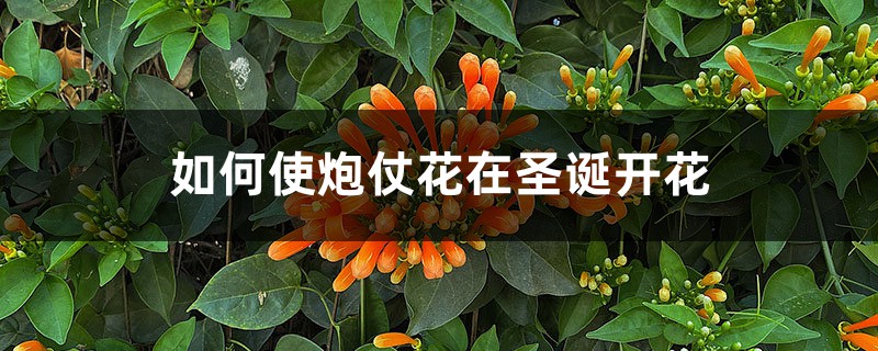 如何使炮仗花在圣诞开花 如何使炮仗花在圣诞开花