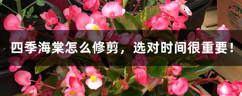四季海棠怎么修剪,选对时间很重要! 四季海棠怎么修剪,选对时间很重要!