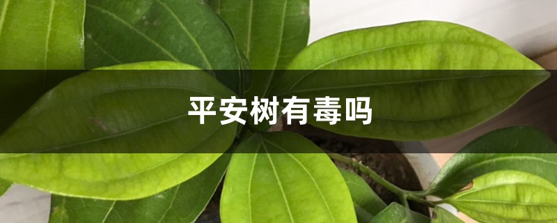 平安树有毒吗 平安树有毒吗