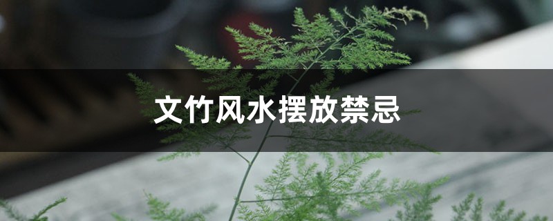文竹风水摆放禁忌 文竹风水摆放禁忌