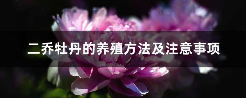 二乔牡丹的养殖方法及注意事项 二乔牡丹的养殖方法及注意事项
