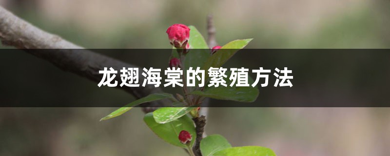 龙翅海棠的繁殖方法 龙翅海棠的繁殖方法