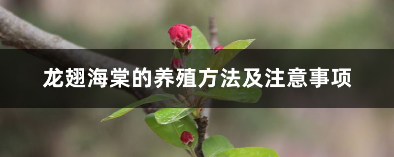 龙翅海棠的养殖方法及注意事项 龙翅海棠的养殖方法及注意事项
