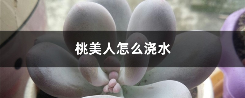 桃美人怎么浇水 桃美人怎么浇水