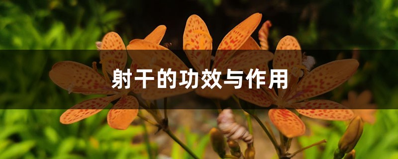射干的功效与作用 射干的功效与作用