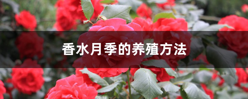 香水月季的养殖方法 香水月季的养殖方法
