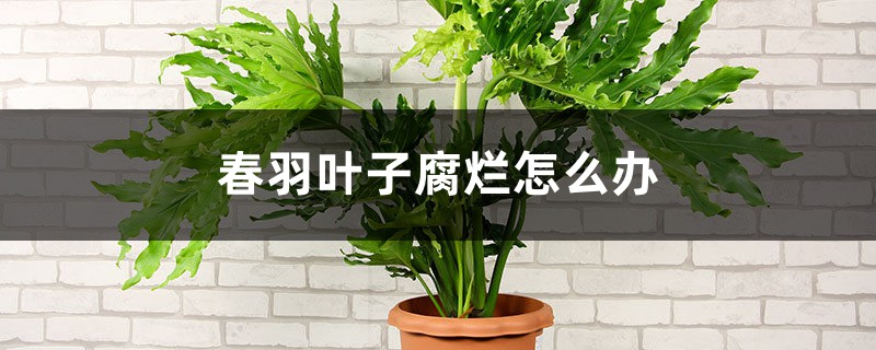 春羽叶子腐烂怎么办 春羽叶子腐烂怎么办