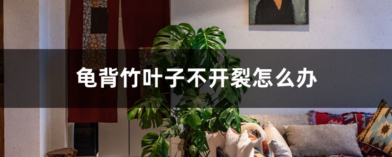 龟背竹叶子不开裂怎么办 龟背竹叶子不开裂怎么办