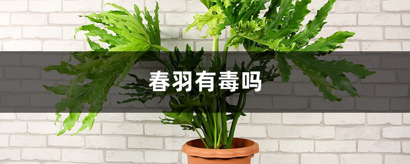 春羽有毒吗 春羽有毒吗