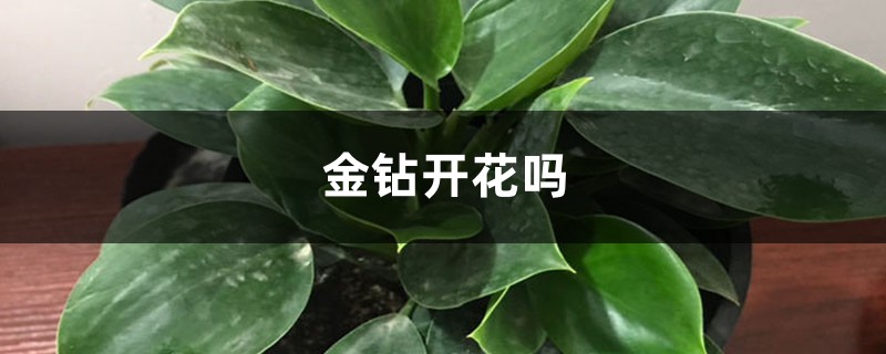 金钻开花吗 金钻开花吗