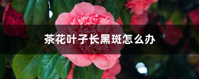 茶花叶子长黑斑怎么办 茶花叶子长黑斑怎么办