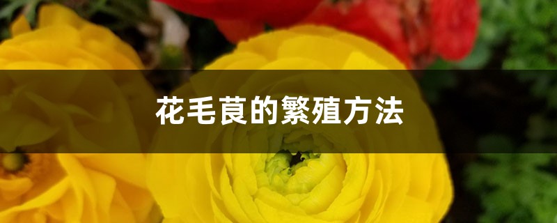 花毛茛的繁殖方法 花毛茛的繁殖方法