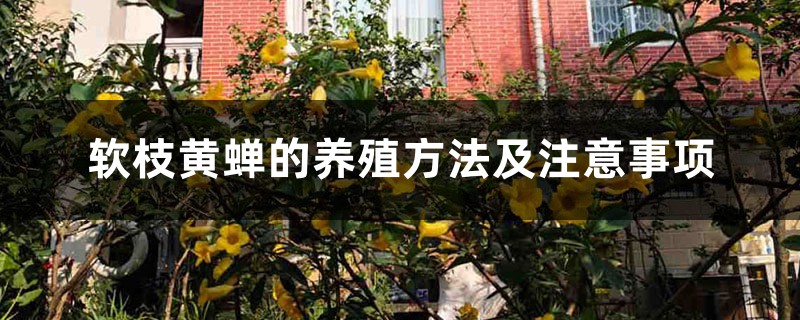 软枝黄蝉的养殖方法及注意事项 软枝黄蝉的养殖方法及注意事项