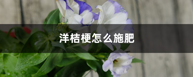 洋桔梗怎么施肥 洋桔梗怎么施肥
