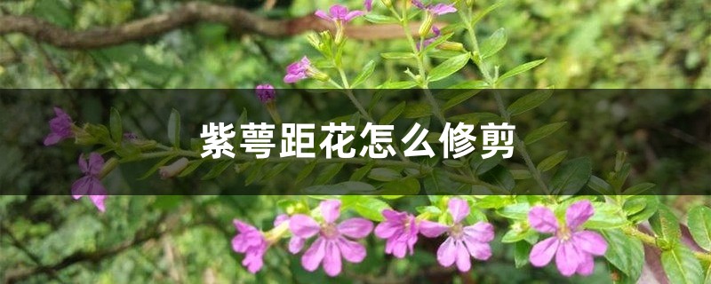 紫萼距花怎么修剪 紫萼距花怎么修剪