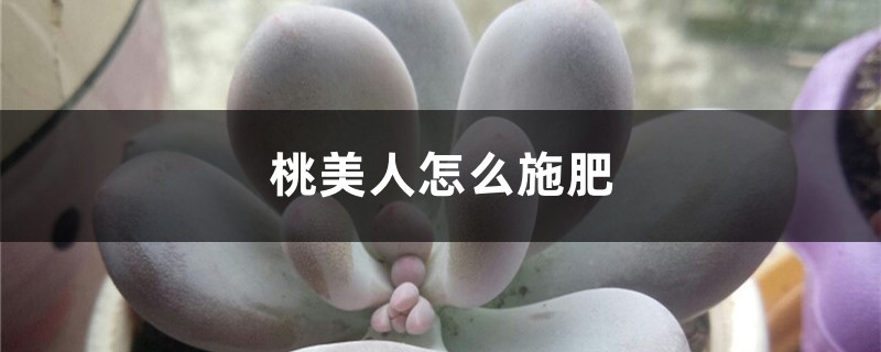 桃美人怎么施肥 桃美人怎么施肥