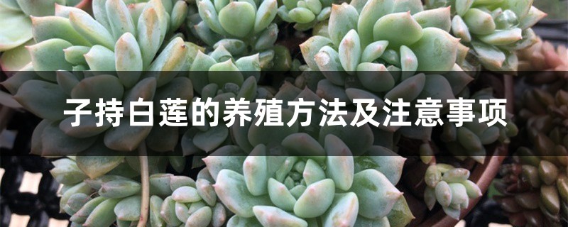 子持白莲的养殖方法及注意事项 子持白莲的养殖方法及注意事项