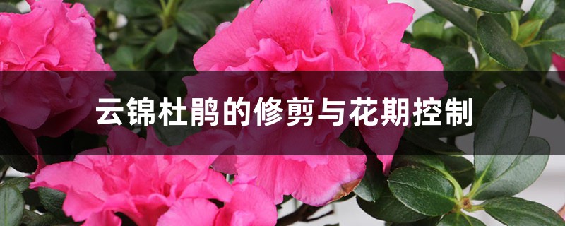 云锦杜鹃的修剪与花期控制 云锦杜鹃的修剪与花期控制