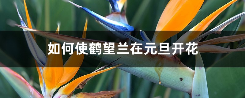 如何使鹤望兰在元旦开花 如何使鹤望兰在元旦开花